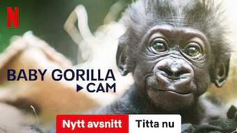 Baby Gorilla Cam (2023)